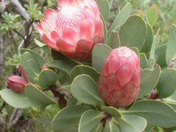 Protea dracomontana leaves